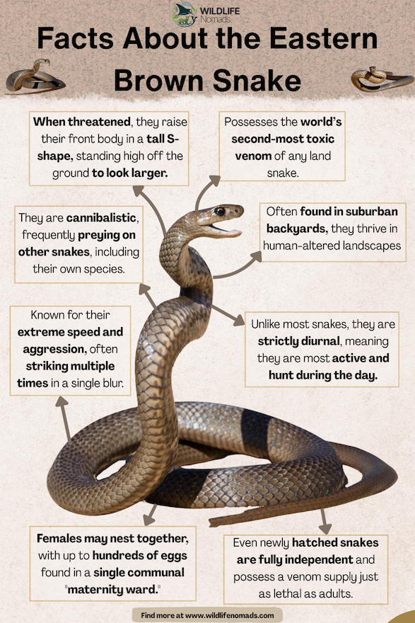 Facts-About-the-Eastern-Brown-Snake.webp Facts About the Eastern Brown Snake infographic
