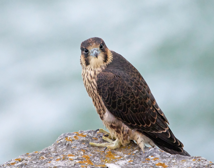 Falco-peregrinus-rock.webp a peregrine falcon standing on a rock