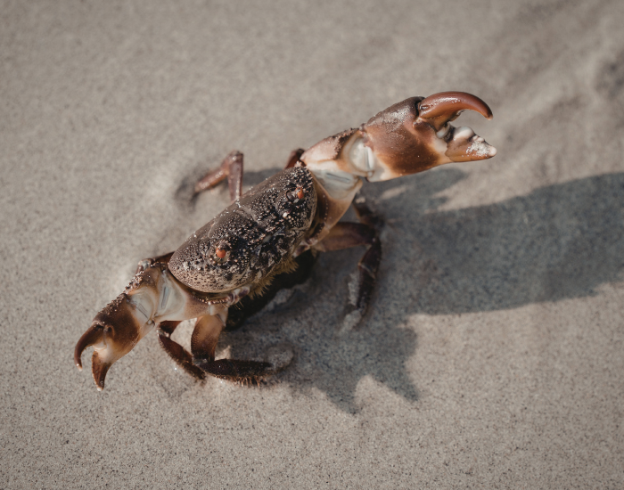 Fiddler-Crab.webp a Fiddler Crab on a beach