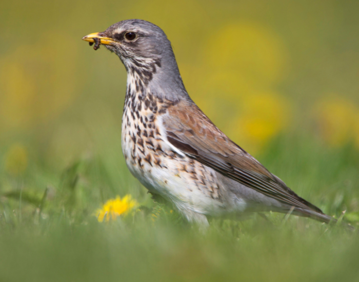 Fieldfare-Turdus-pilaris.webp close up of a Fieldfare bird standing on grass