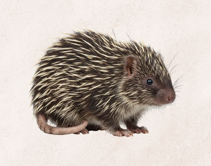 Frosted-Hairy-Dwarf-Porcupine-Coendou-pruinosus.webp Frosted Hairy Dwarf Porcupine illustration