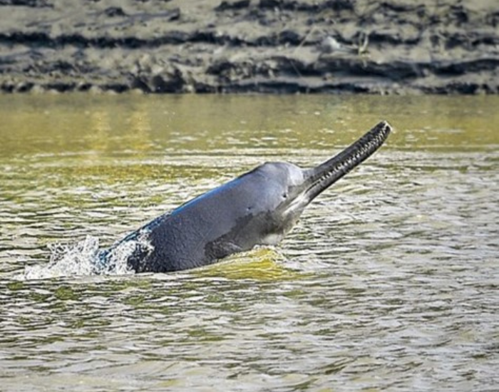 Ganges-River-Dolphin-Platanista-gangetica.webp Ganges River Dolphin coming out of the water