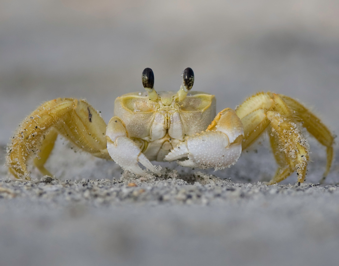 close up of a Ghost Crab on the beach