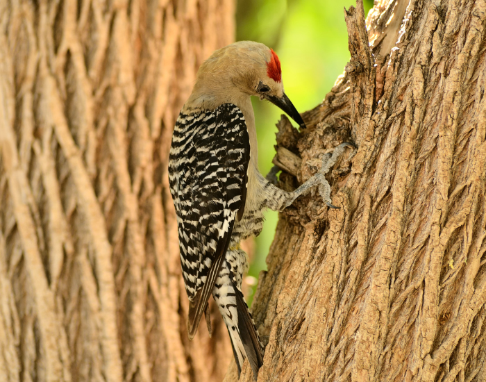 Gila-Woodpecker-Melanerpes-uropygialis.webp Gila Woodpecker feeding from a tree
