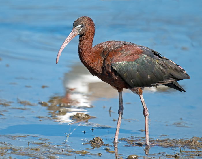 Glossy Ibis feeding in a wetland