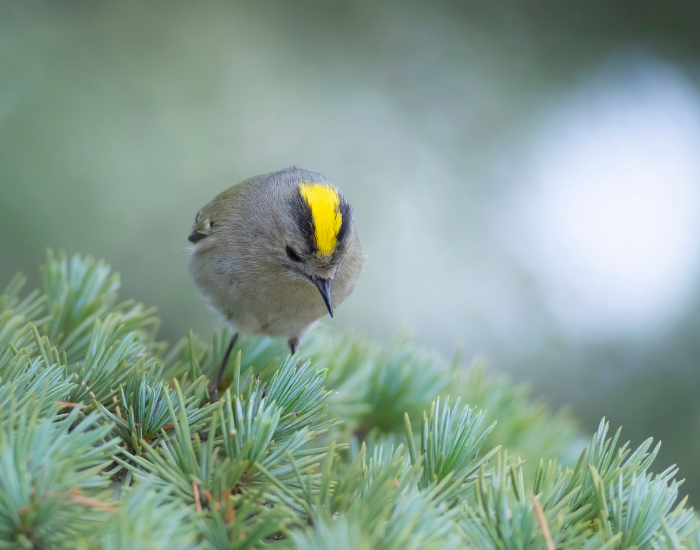 gold crest bird in a tree showing its yellow crown