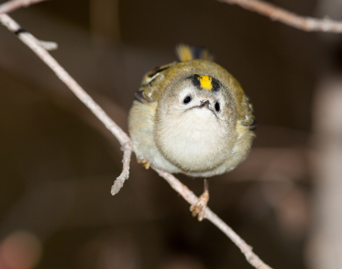 clos eup of a goldcrest bird ina. tree branch