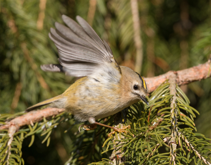 goldcrest flapping its wings