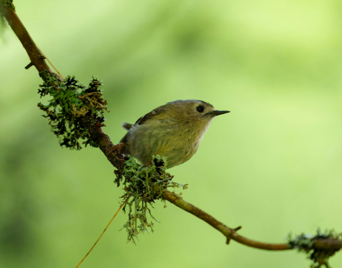 goldcrest in its natural habitat