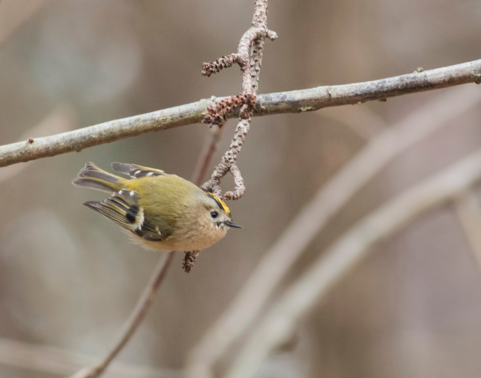 Goldcrest standing on a tree branch