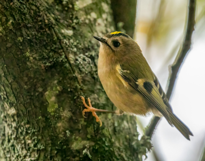 goldcrest standing on a tree