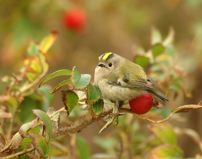 goldcrest bird perched on a tree