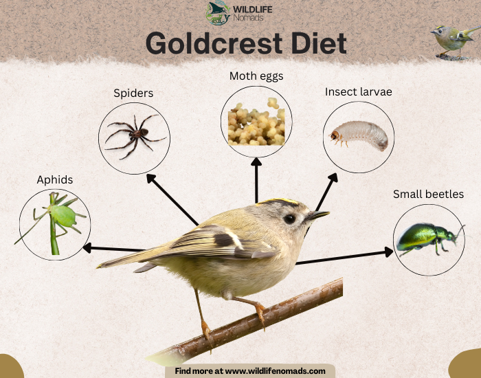 Goldcrest Diet infographic
