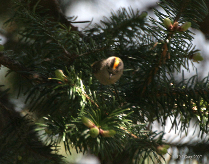 goldcrest in a nest wild