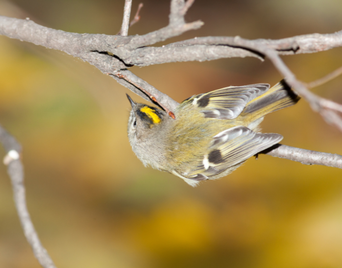 goldcrest bird standing in a tree