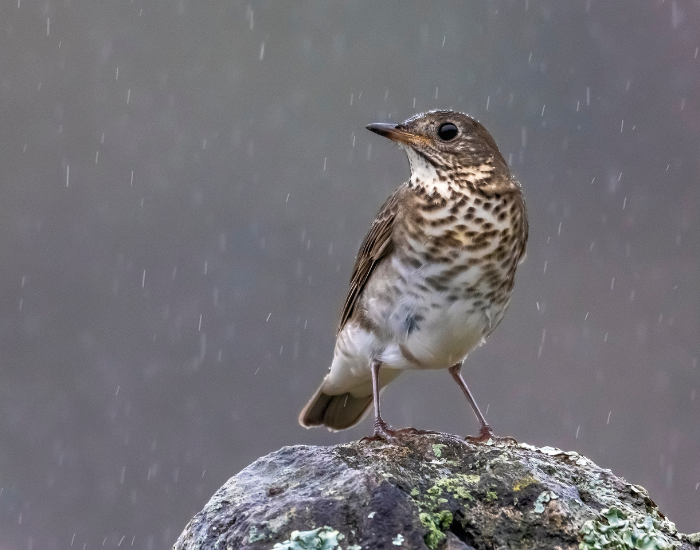 Gray-cheeked-Thrush-Catharus-minimus.webp Gray-cheeked Thrush standing on a rock during the day