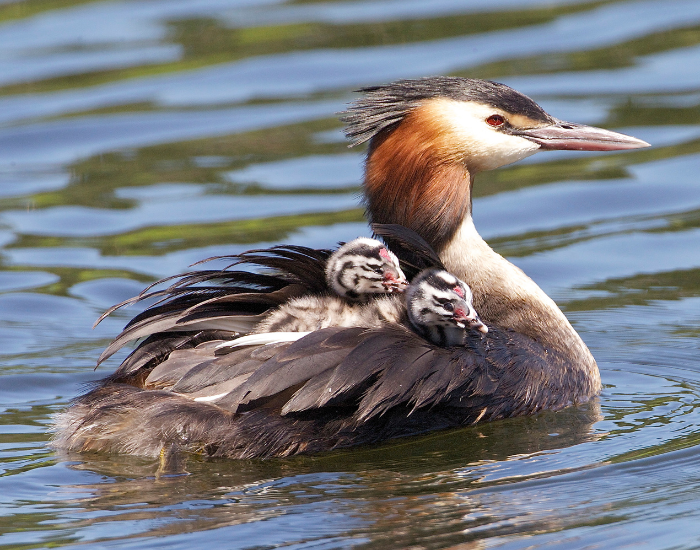Great-Crested-Grebe.webp Great Crested Grebe swimming