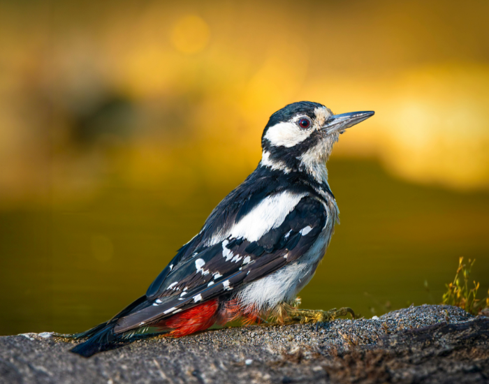 Great Spotted Woodpecker close up in its habitat