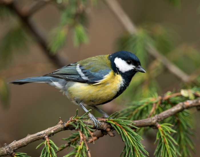 Great-Tit-Parus-major.webp a great tit perched on a tree