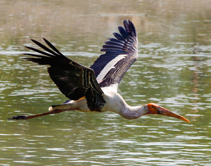 Greater-Adjutant-Leptoptilos-dubius.webp Greater Adjutant flying over lake
