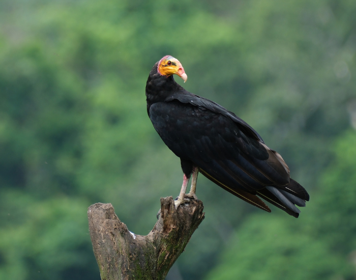Greater Yellow-Headed Vulture in the wild with forest on the background
