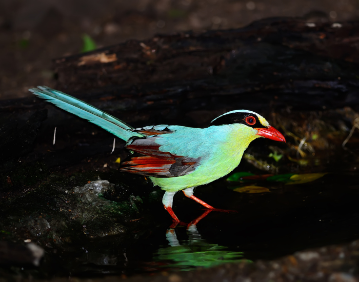 Green-Magpie-Cissa-chinensis-3.webp Green Magpie walking over a small water hole in the wild