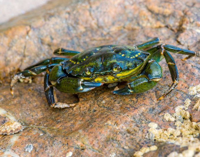 Green-crab-invasive-species-in-america.webp Green crab on a rock