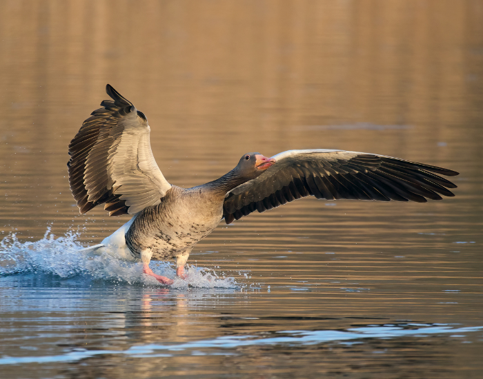 Greylag-Goose-Anser-anser.webp Greylag Goose flapping its wing about to fly above water's surface