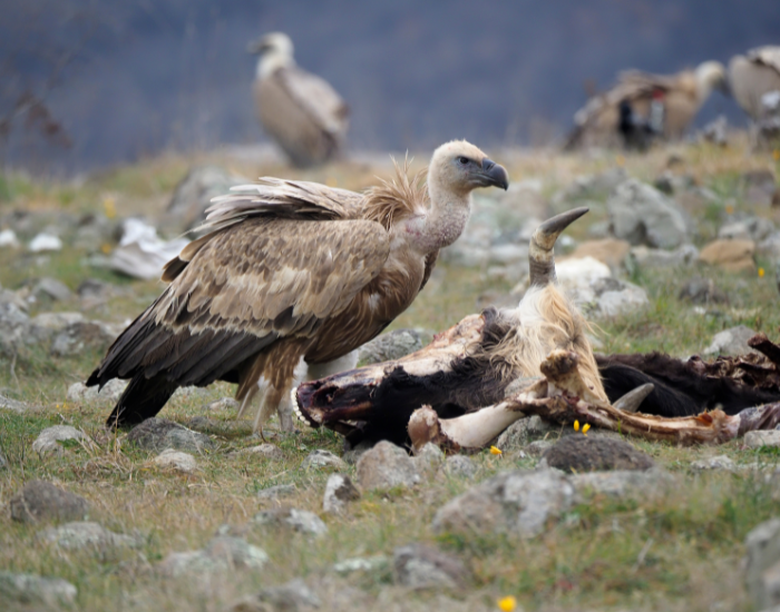 Griffon Vulture in the wild next to carrion