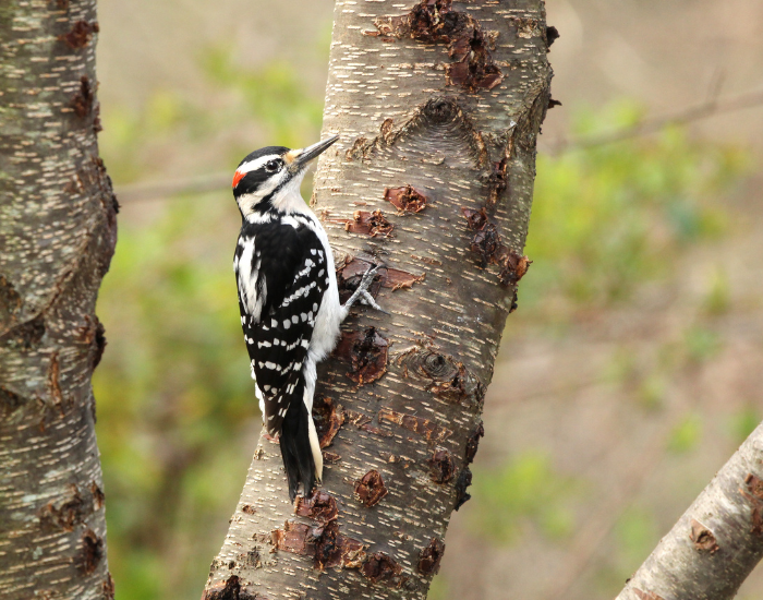 Hairy Woodpecker perched on a tree