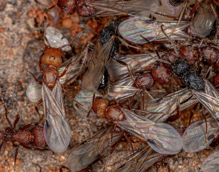 Harvester Ants grouped close up
