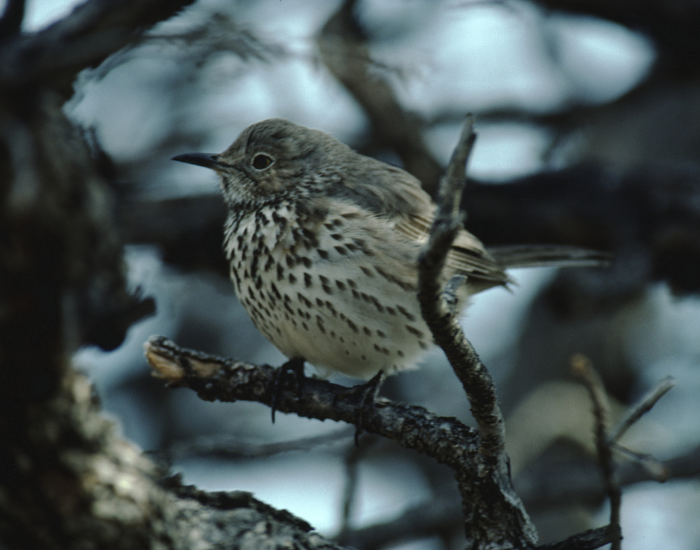 Hermit-Thrush-Catharus-guttatus.webp Hermit Thrush in a tree