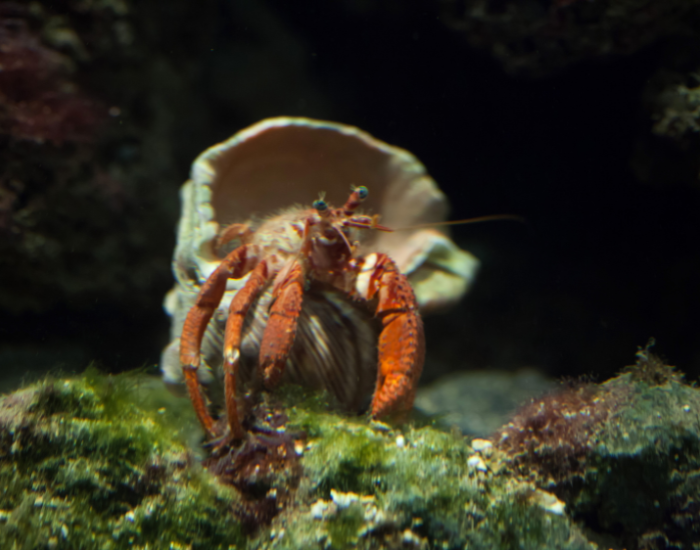 Hermit-crab.webp a hermit crab walking underwater