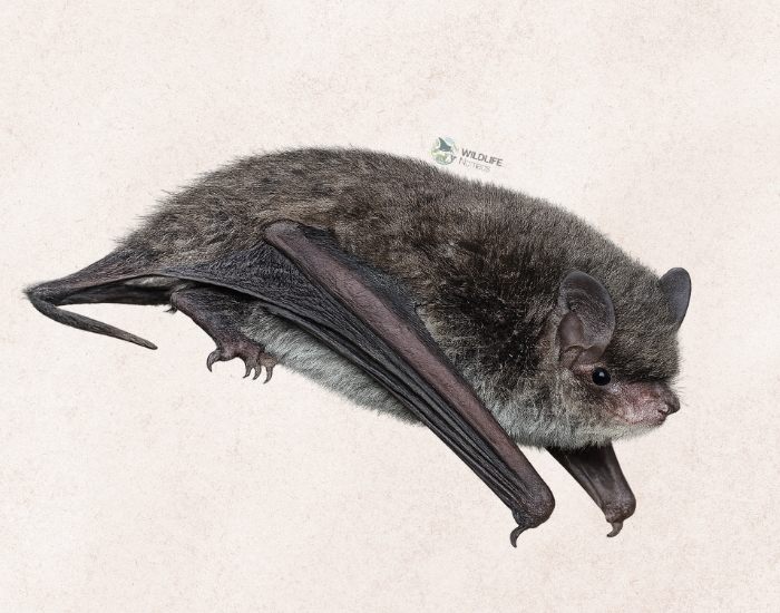 Himalayan-long-tailed-Myotis-Myotis-himalaicus.webp Himalayan long-tailed Myotis illustration