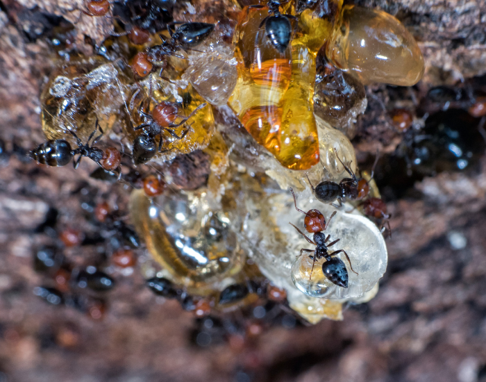 Honey Ants feeding around honey