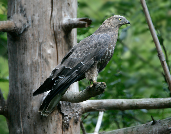 Honey-Buzzard-Pernis-apivorus.webp Honey Buzzard on a tree