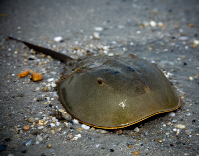 Horseshoe-Crab.webp a Horseshoe Crab in a beach laying on sand
