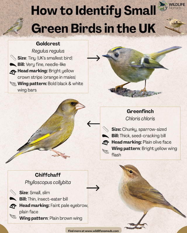 How to Identify Small Green Birds in the UK infographics