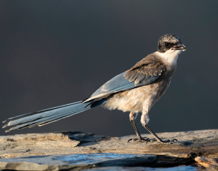 Iberian-Magpie-Cyanopica-cooki-2.webp Iberian Magpie close up standing on a rock