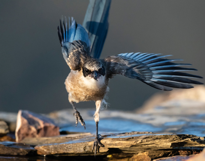 Iberian Magpie in spain