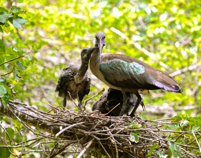ibises parents and juvenile in nest