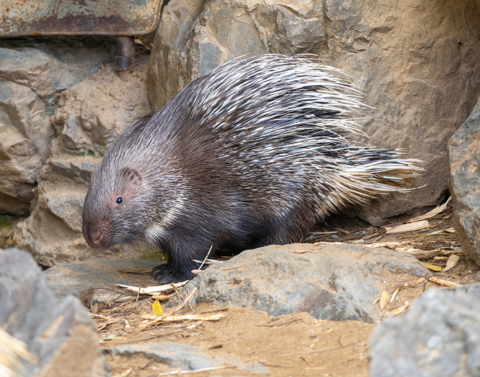 Indian-Crested-Porcupine-Hystrix-indica.webp Indian Crested Porcupine walking on the ground