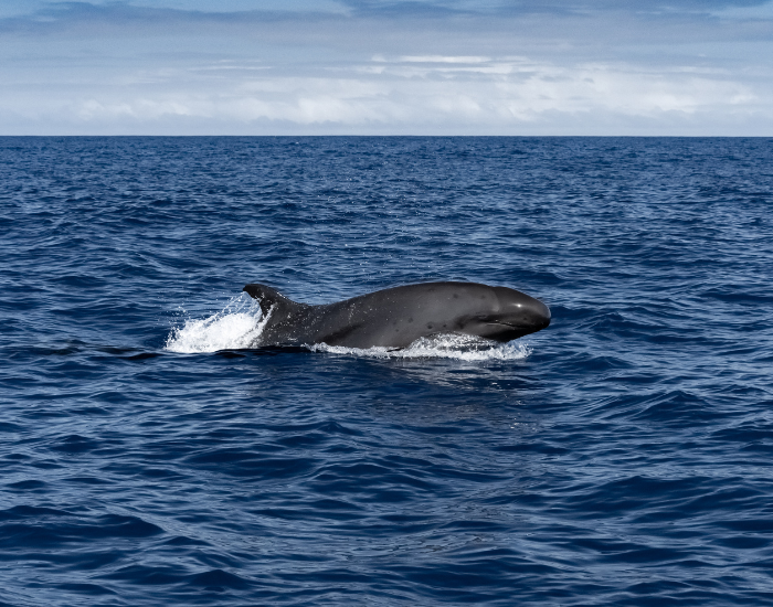 false-killer-whale.webp False killer whale swimming on the ocean surface
