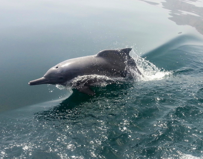 Indian-Ocean-humpback-dolphin-Sousa-plumbea-i.webp Indian Ocean humpback dolphin swimming out of the ocean