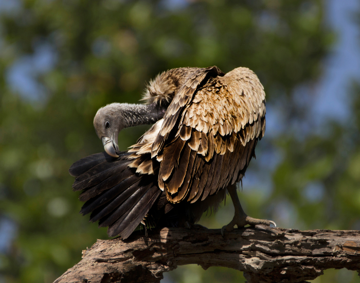 Indian Vulture  standing over a tree