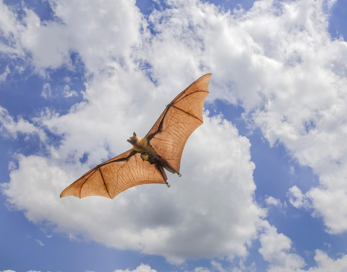Indian-flying-fox.webp Indian flying fox flying