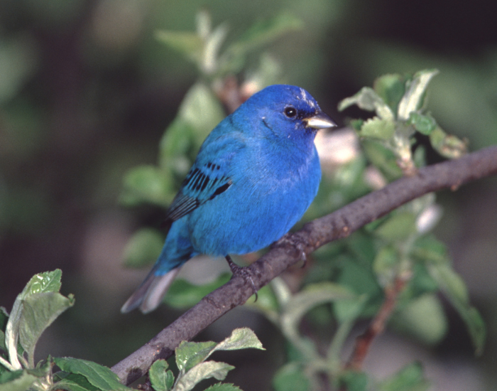Indigo Bunting in a tree
