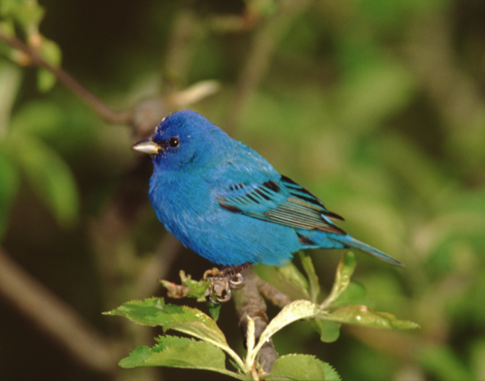 Indigo-Bunting-Passerina-cyanea.webp Indigo Bunting in a tree its natural habitat