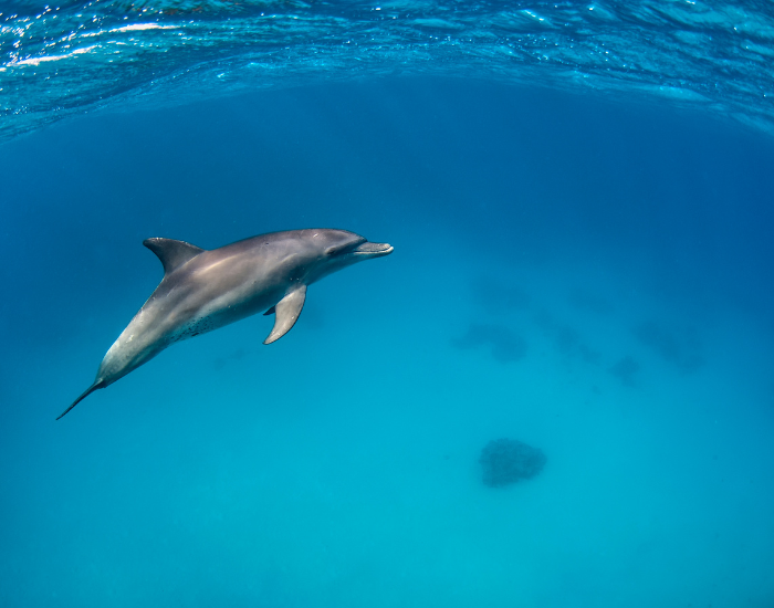 Indo-Pacific Bottlenose Dolphin underwater swimming