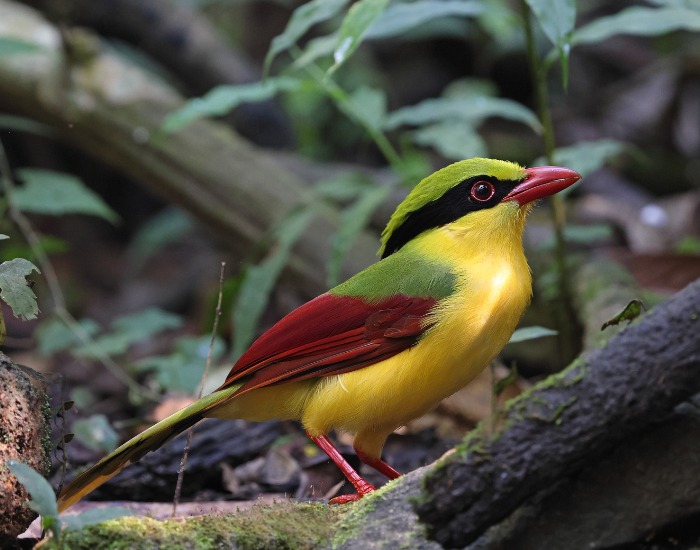 Indochinese-Green-Magpie-Cissa-hypoleuca.webp close up of an indochinese Green Magpie in the wild